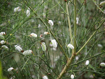 [Close up of the furry, white, tubular ends of this grass.]